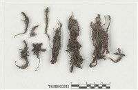 藏品(小金髮苔屬)的圖片